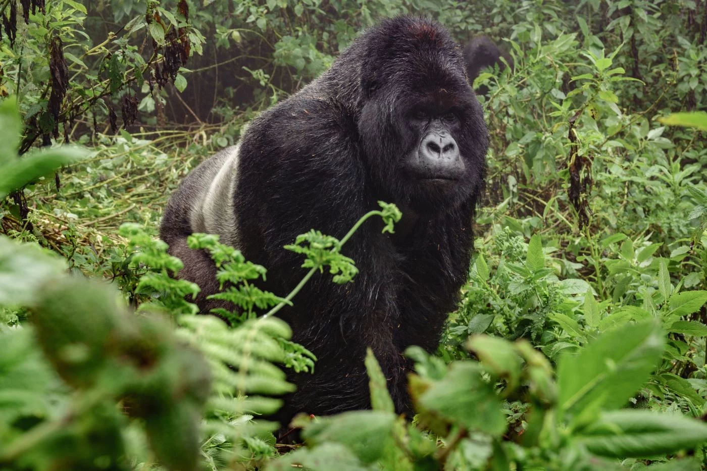 Uganda: nel regno dei primati